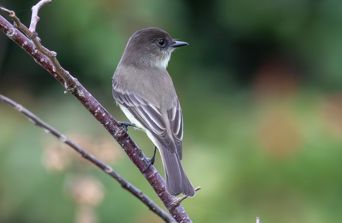 Eastern Phoebe - ML646931478