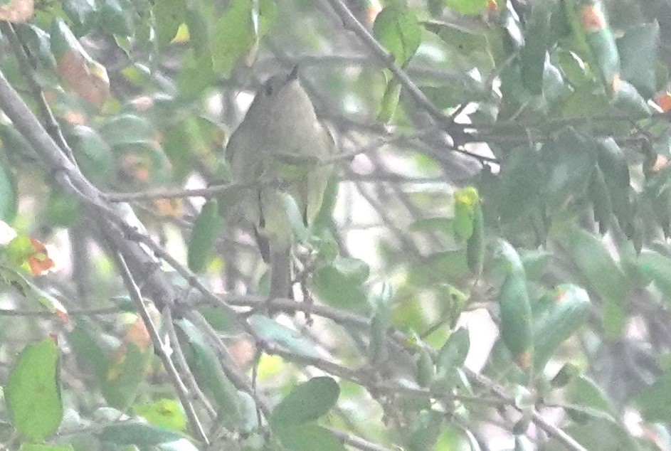 Ruby-crowned Kinglet - ML646931479