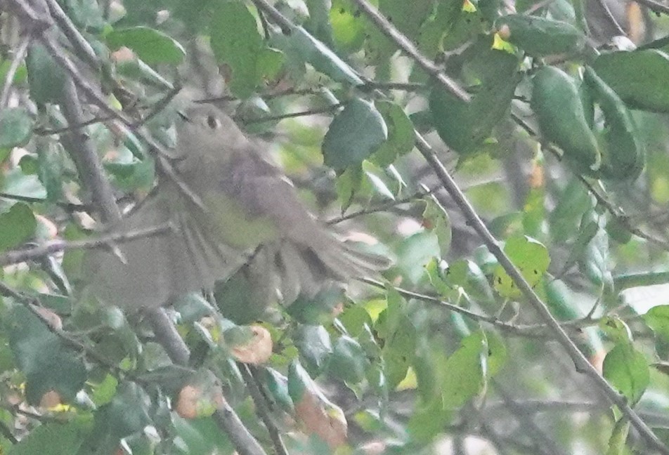Ruby-crowned Kinglet - ML646931480