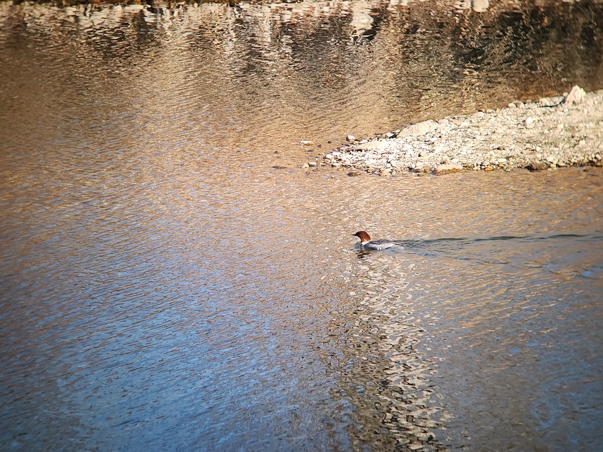 Common Merganser - ML646931484