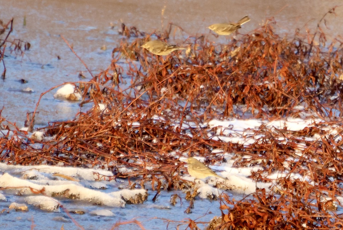 American Pipit - ML646931485