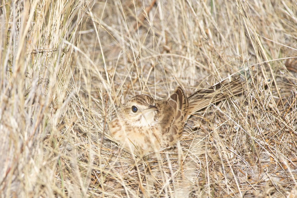 Australian Pipit - ML646931486
