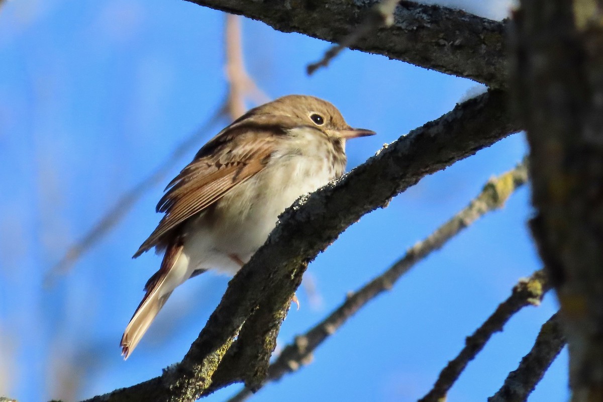 Hermit Thrush - ML646931487