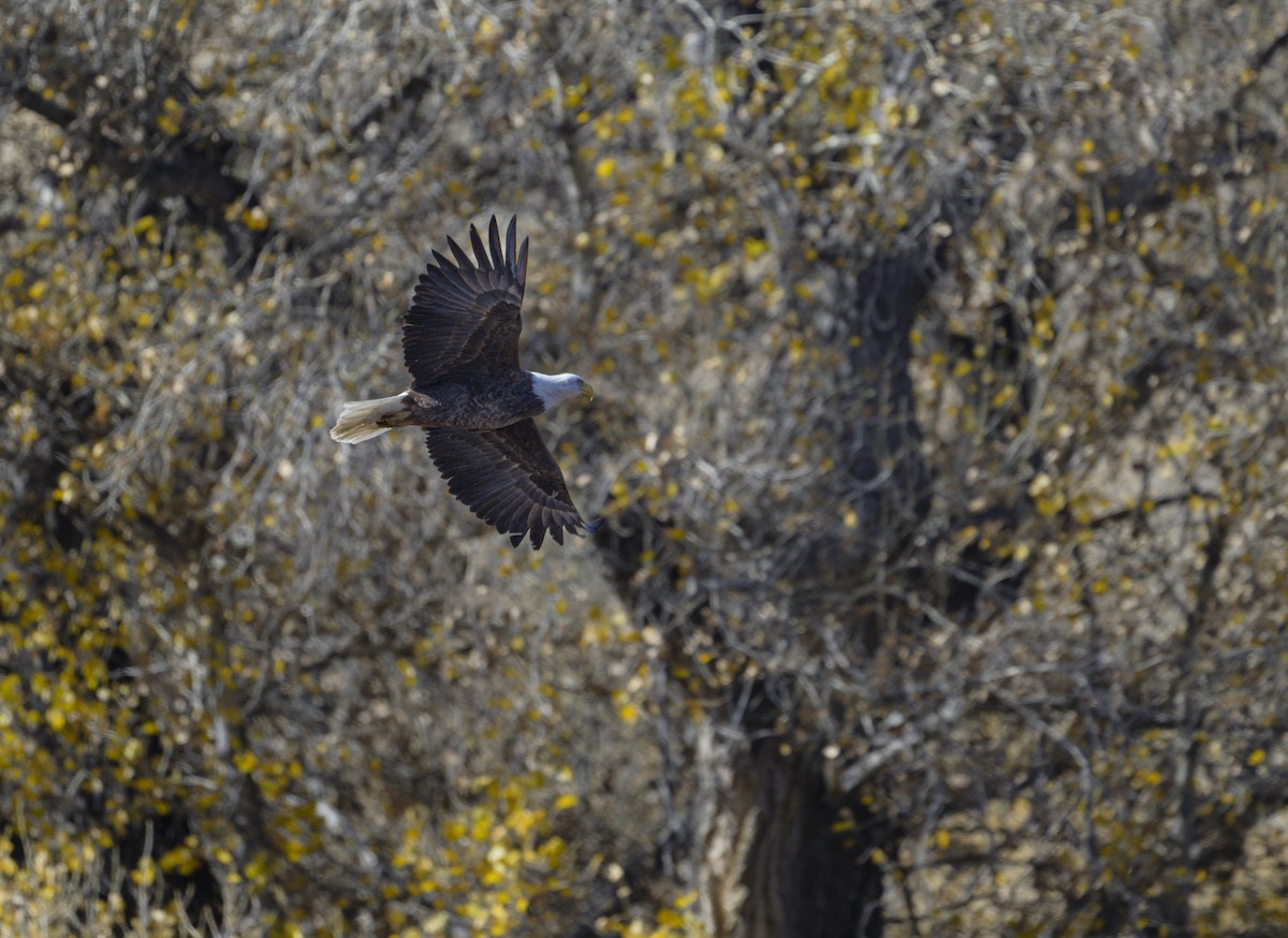 Bald Eagle - ML646931489