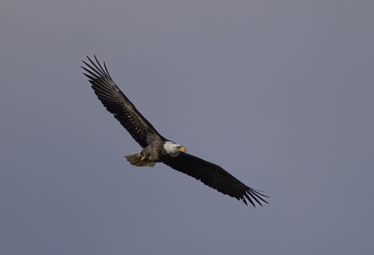 Bald Eagle - ML646931490