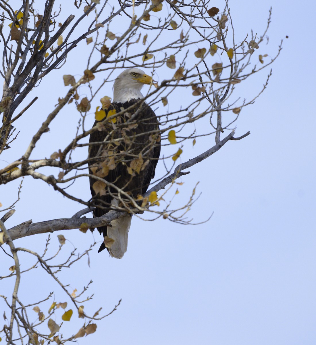 Bald Eagle - ML646931491