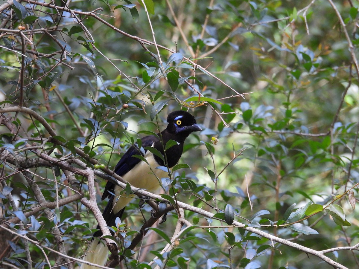 Plush-crested Jay - ML646931493