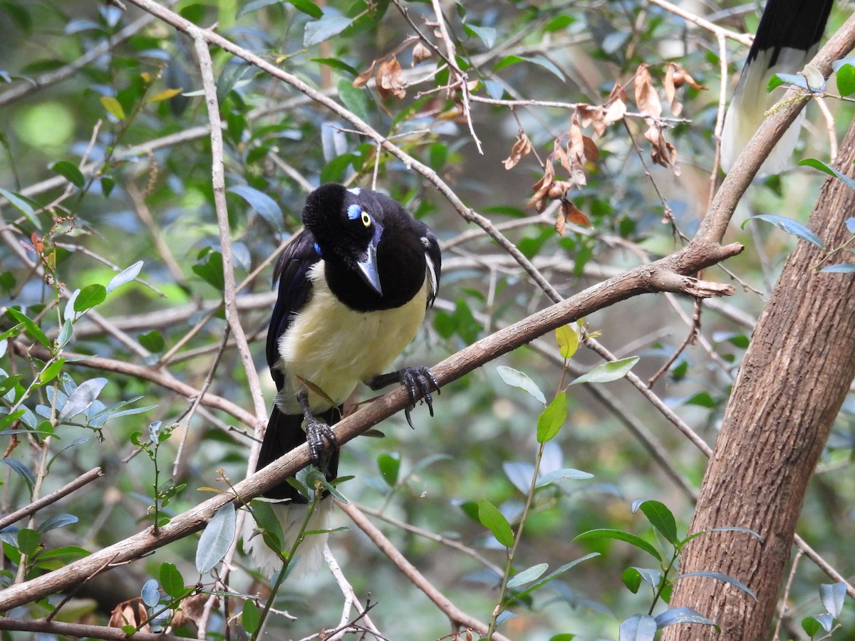 Plush-crested Jay - ML646931494