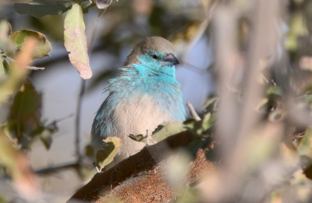 Southern Cordonbleu - ML646931495