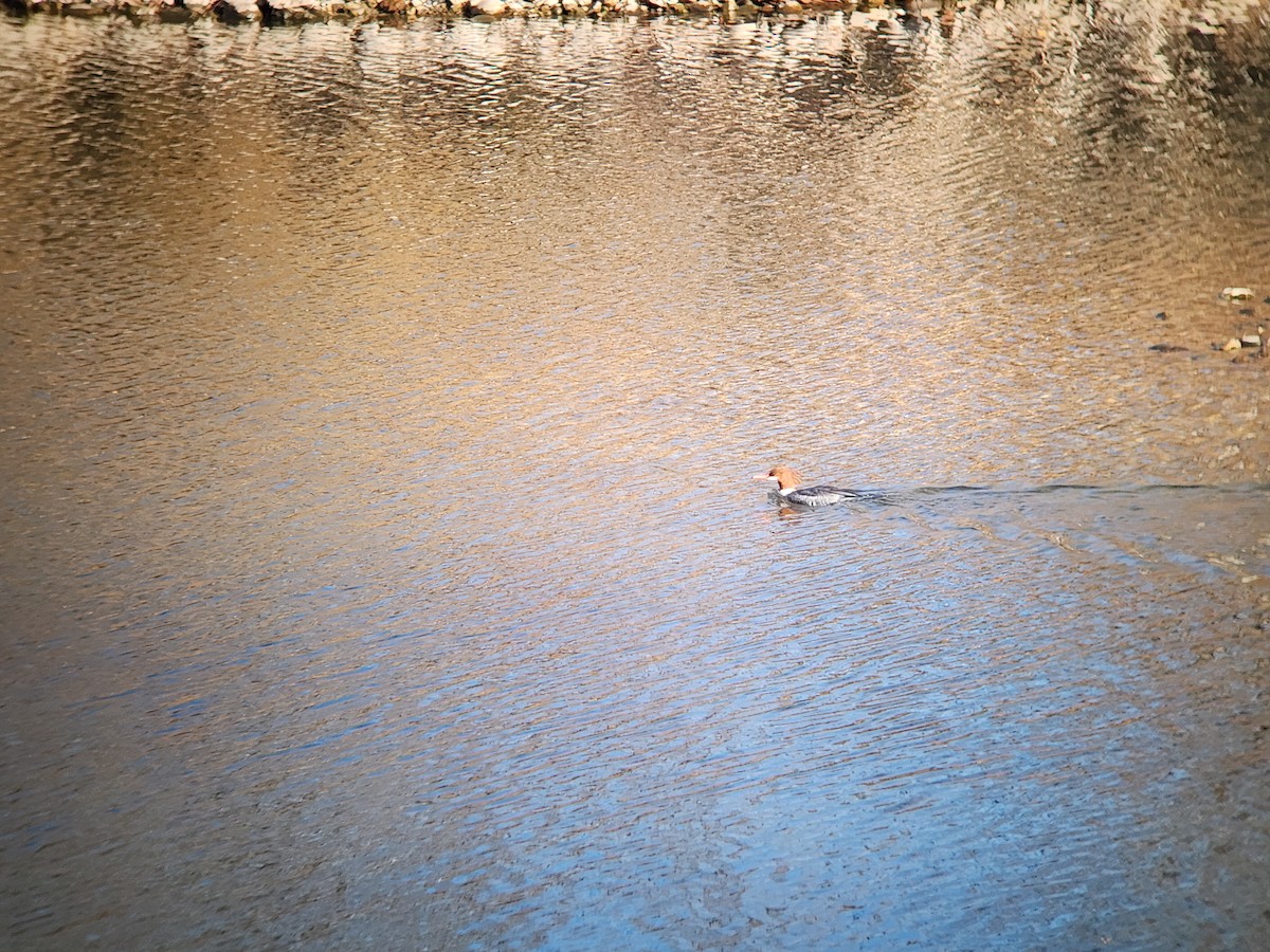 Common Merganser - ML646931497