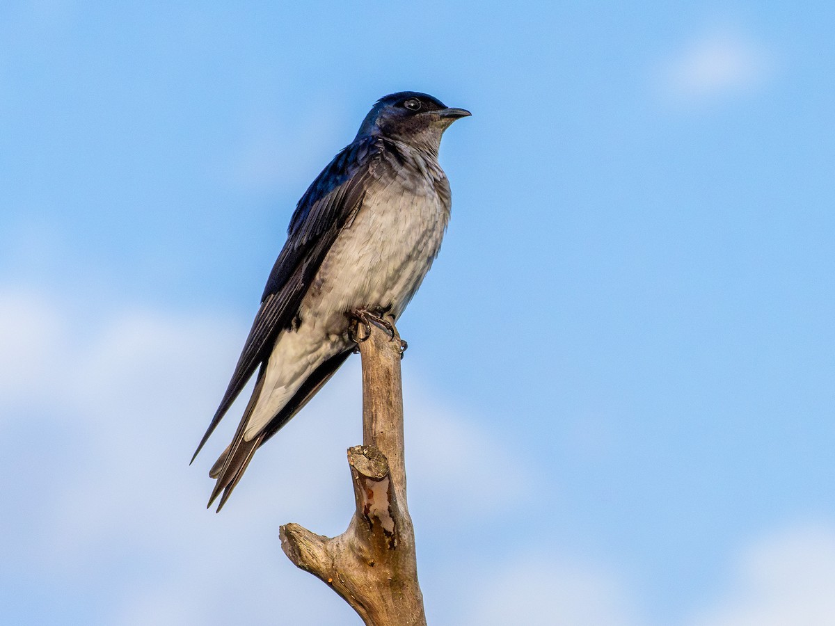 Gray-breasted Martin - ML646931498