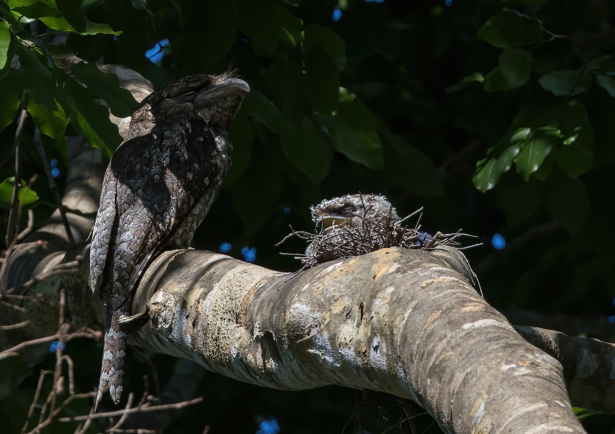 Papuan Frogmouth - ML646931501