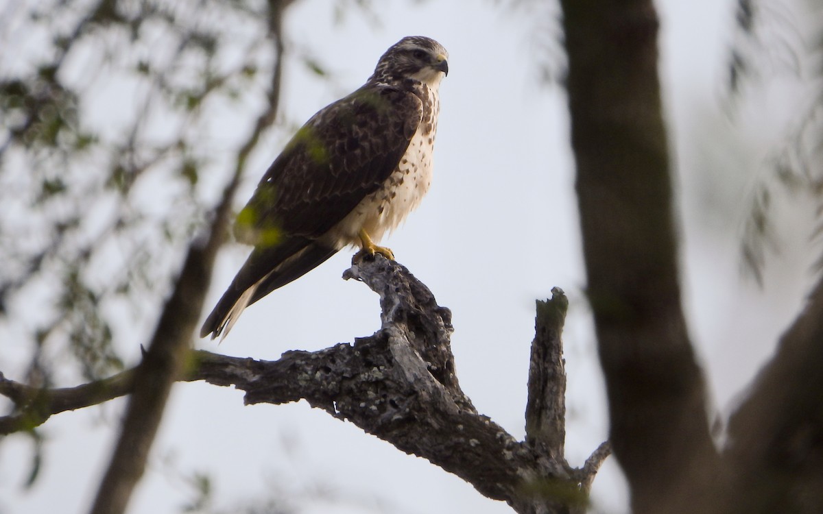 Swainson's Hawk - ML646931502