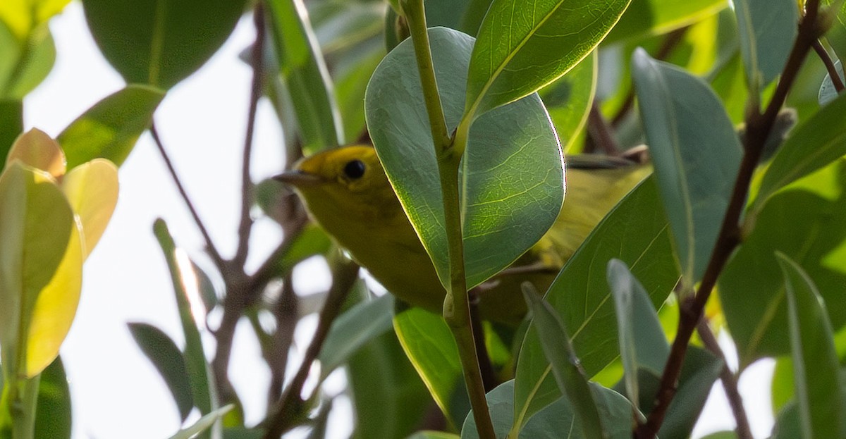 Wilson's Warbler - ML646931504