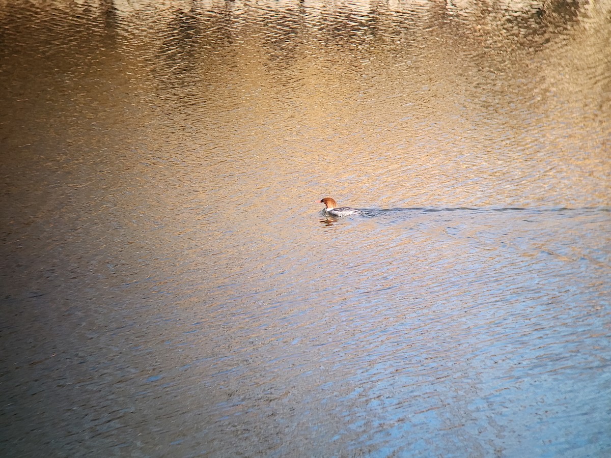 Common Merganser - ML646931505