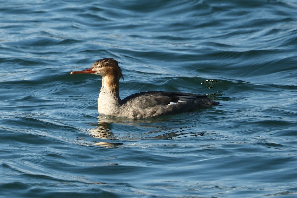 ウミアイサ - ML646931507