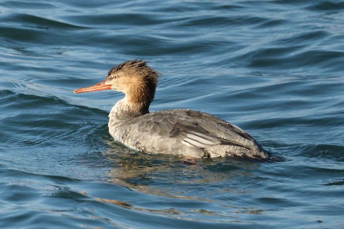 ウミアイサ - ML646931508