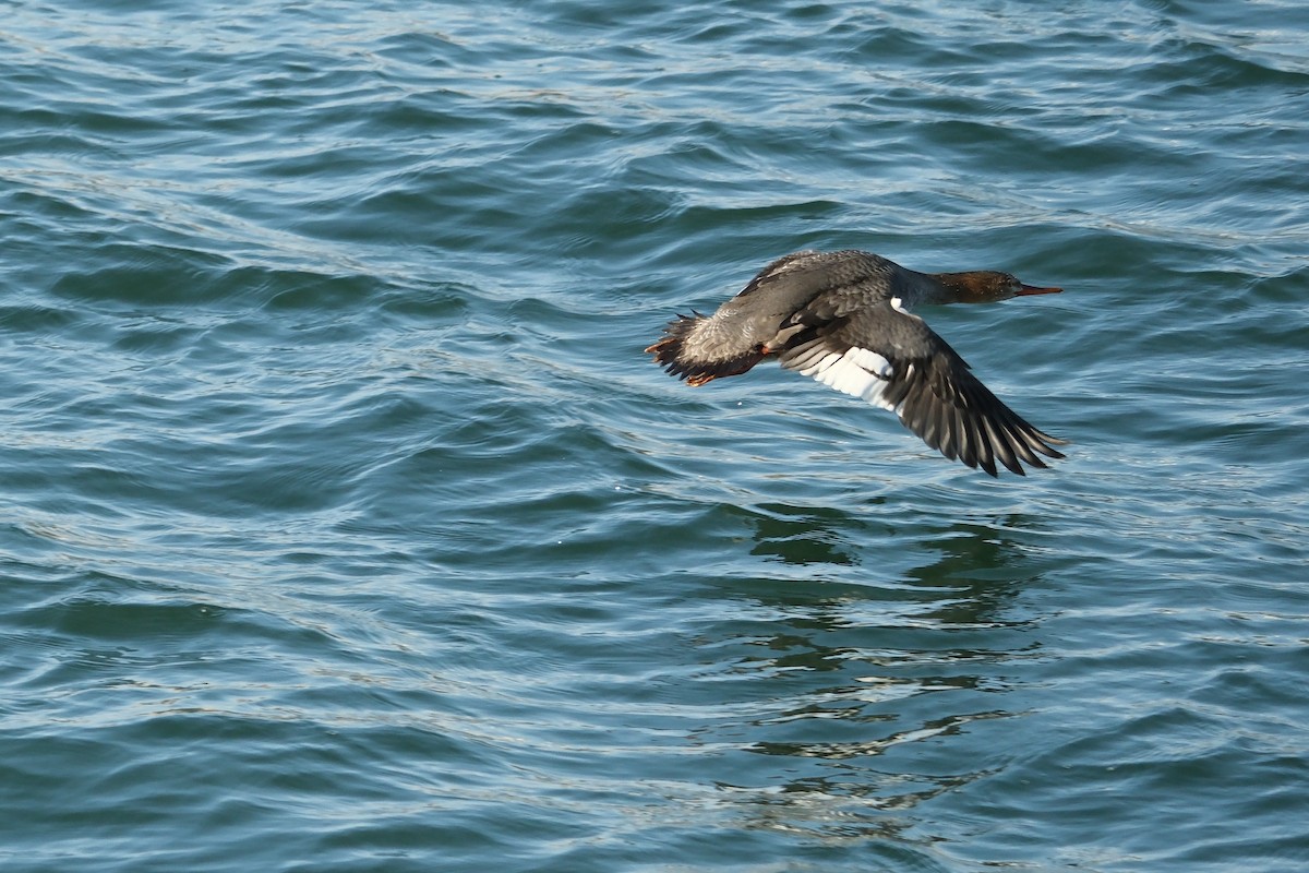 ウミアイサ - ML646931509