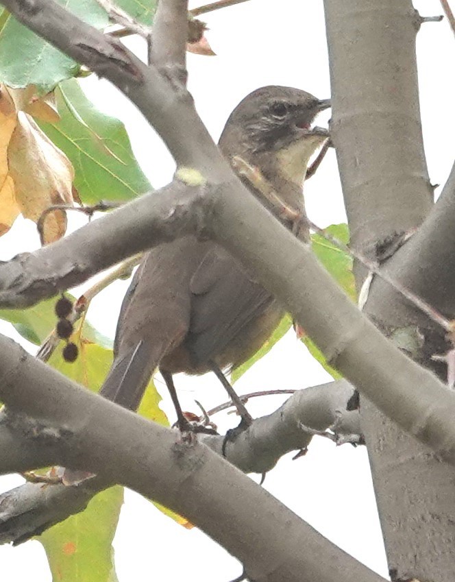 California Thrasher - ML646931510