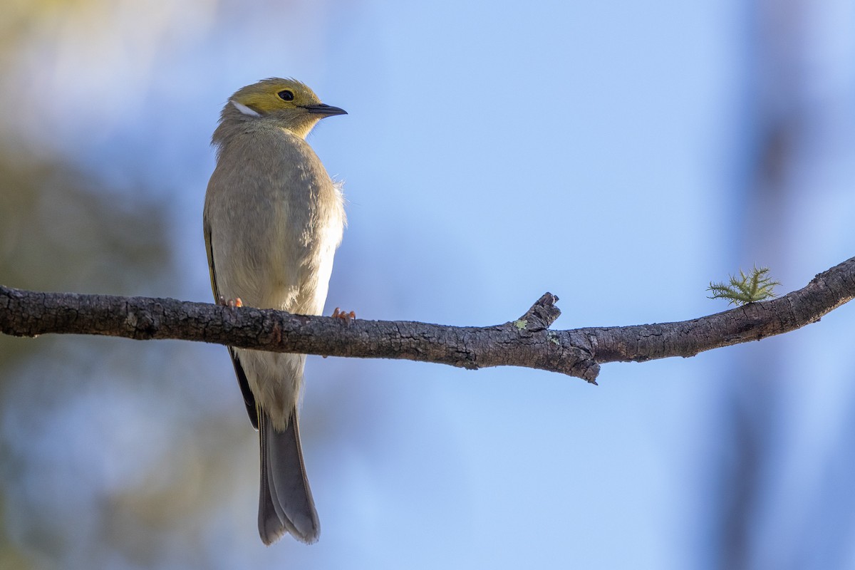 hvitsmykkehonningeter - ML646931515