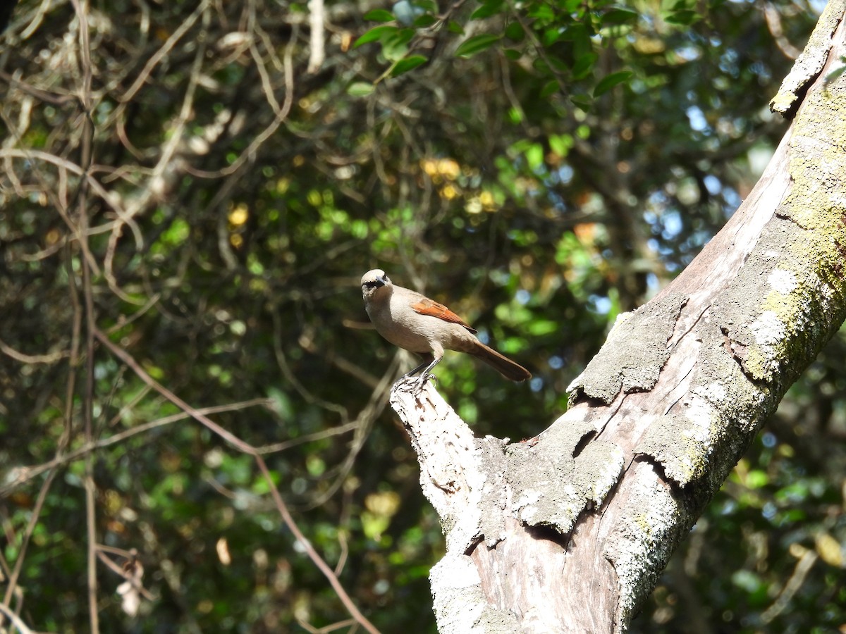 Grayish Baywing - ML646931516