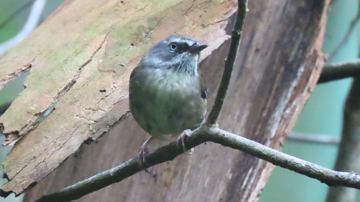 White-browed Scrubwren - ML646931517