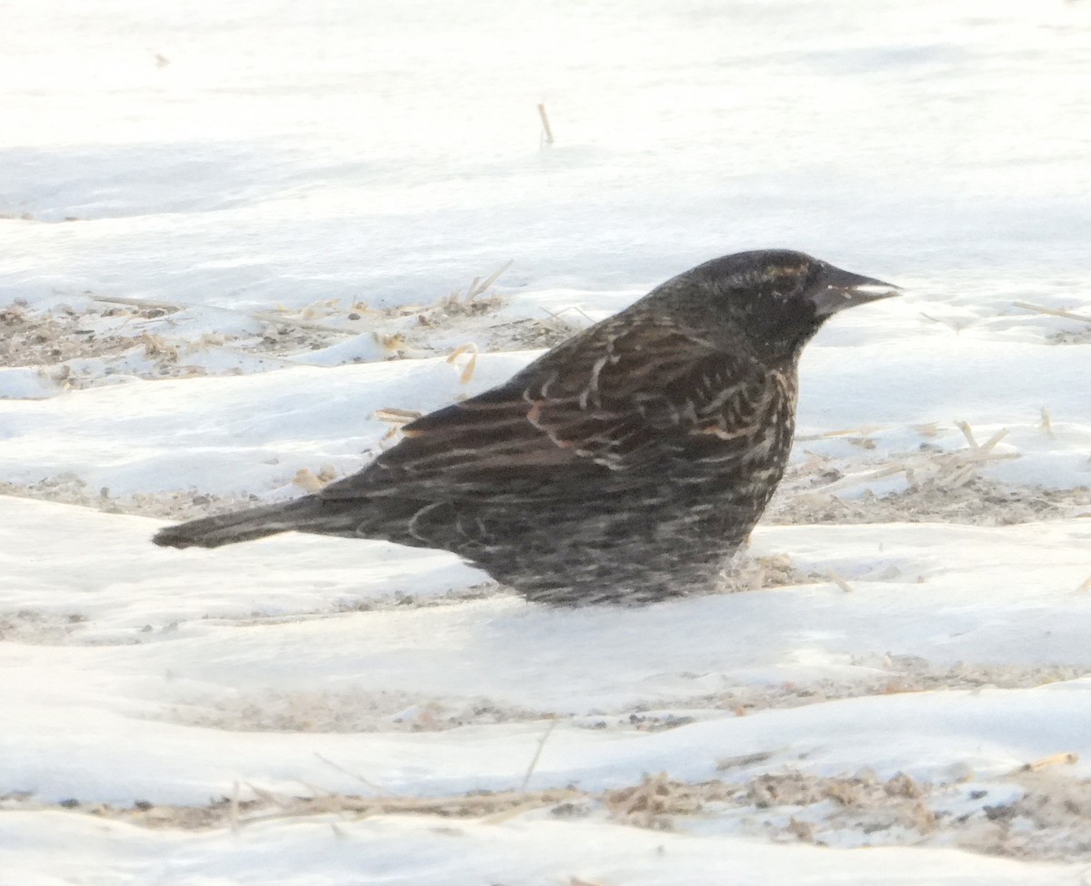 vlhovec červenokřídlý - ML646931518