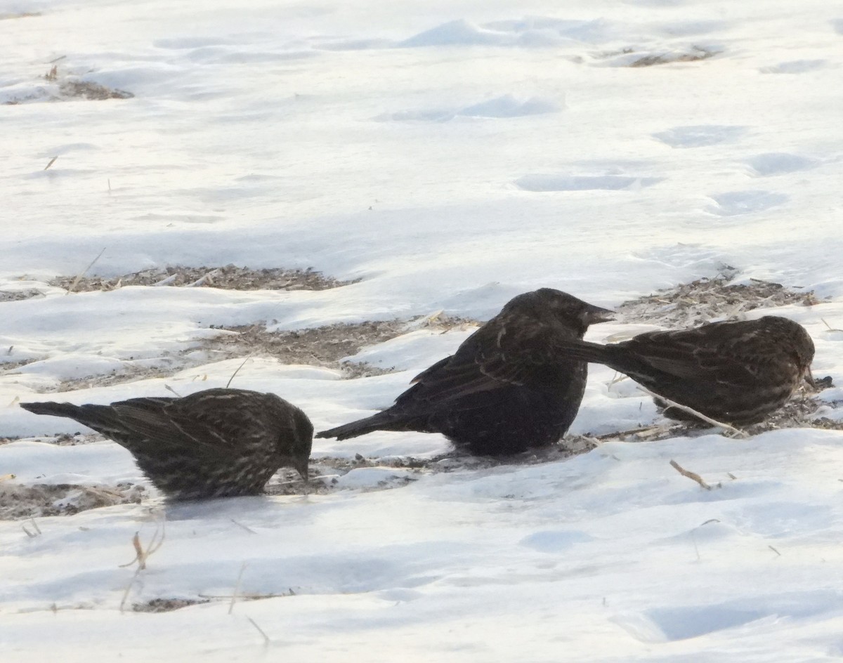 vlhovec červenokřídlý - ML646931519