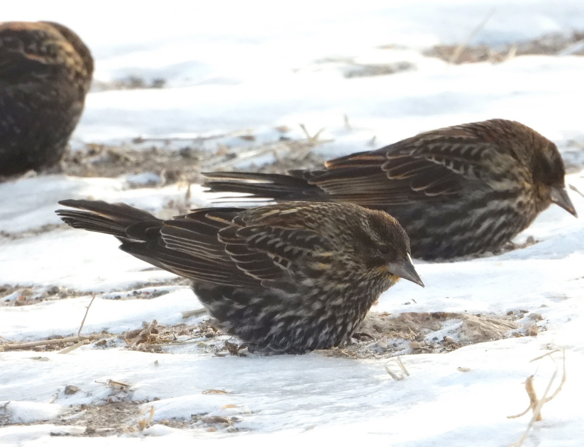 vlhovec červenokřídlý - ML646931520