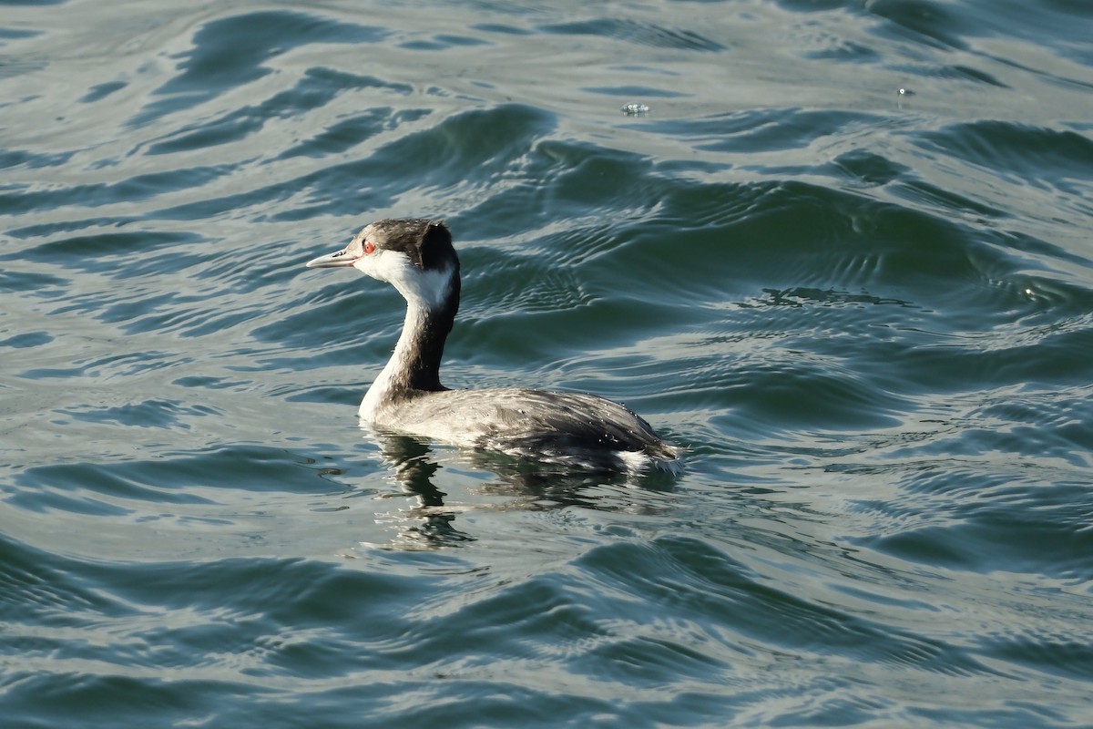 ミミカイツブリ - ML646931529