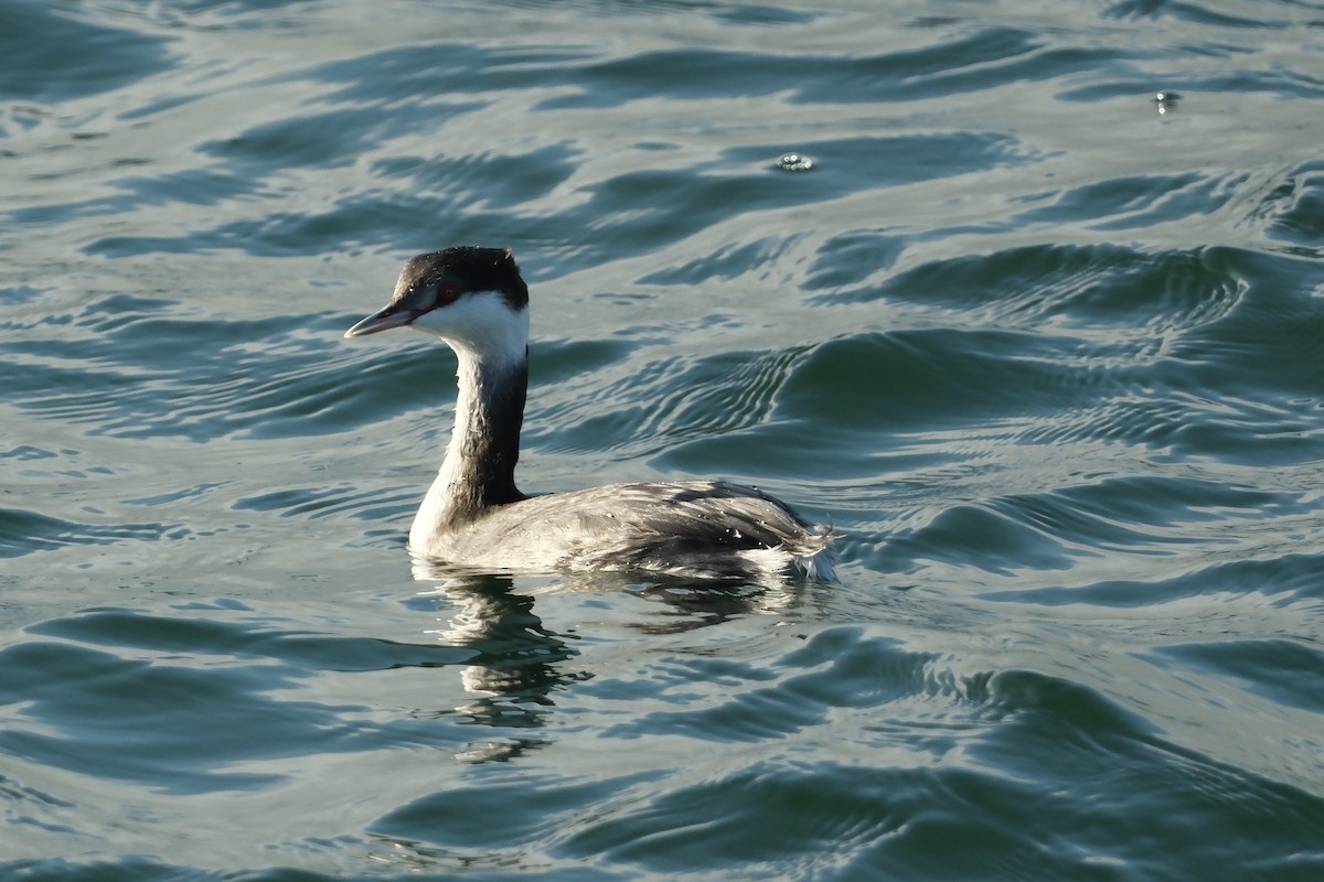 ミミカイツブリ - ML646931530