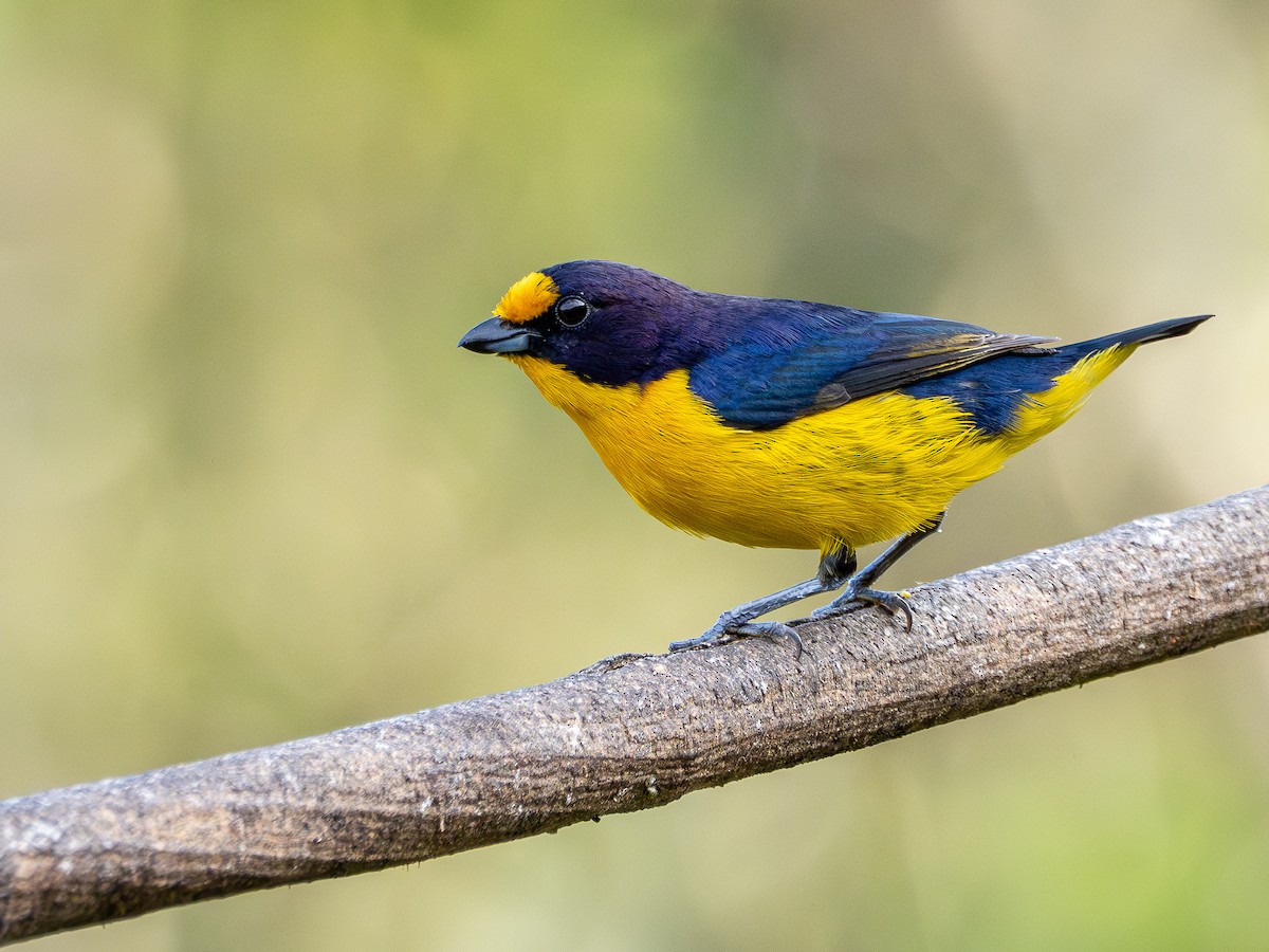 Violaceous Euphonia - ML646931532