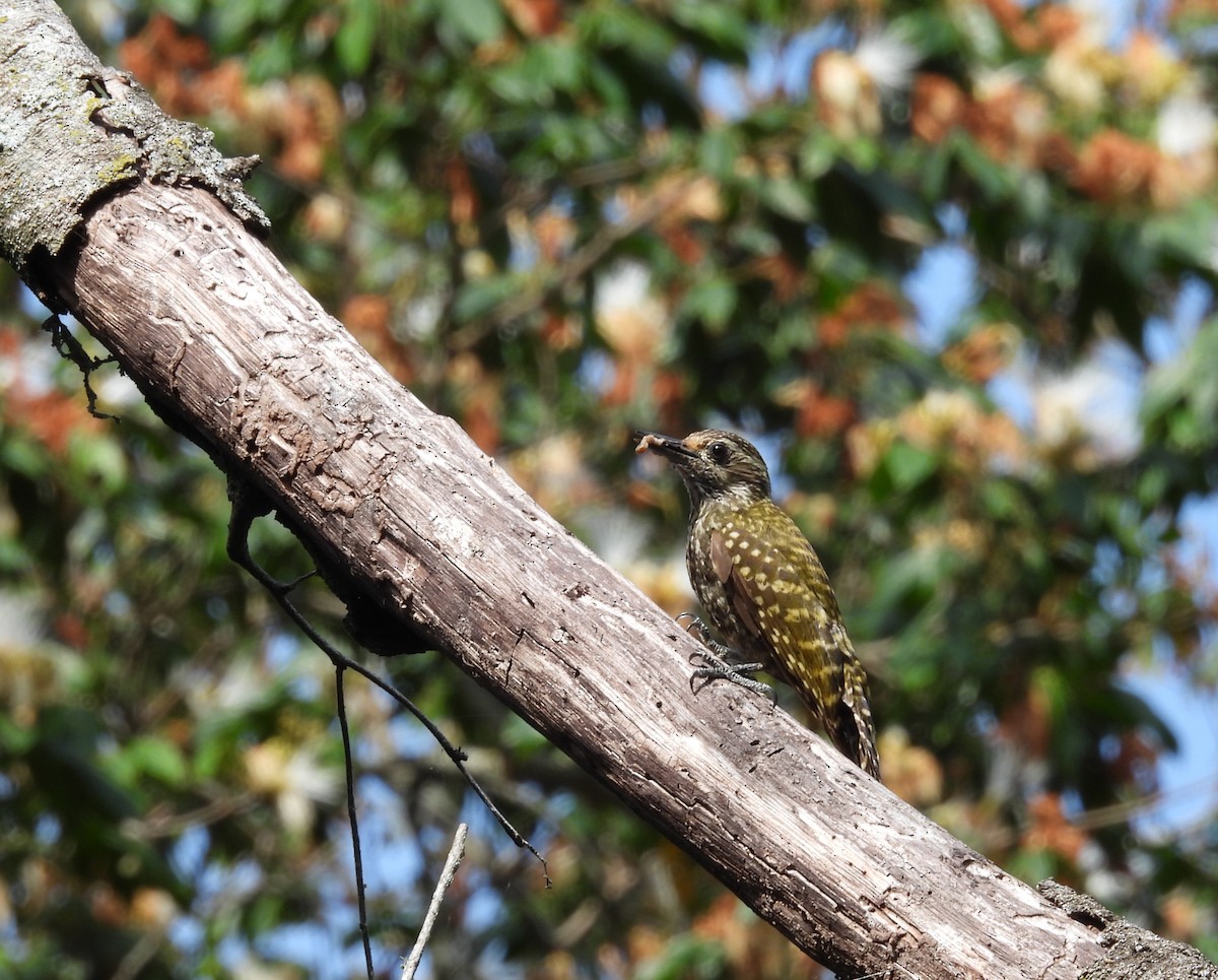 datel běloskvrnný - ML646931534