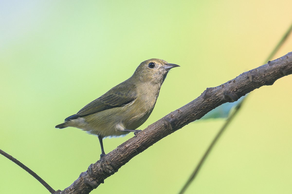 Plain Flowerpecker - ML646931535