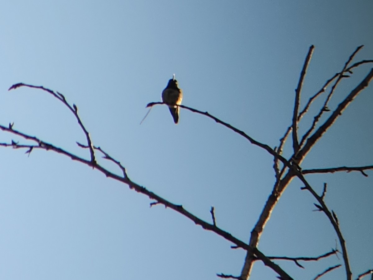 Anna's Hummingbird - ML646931546
