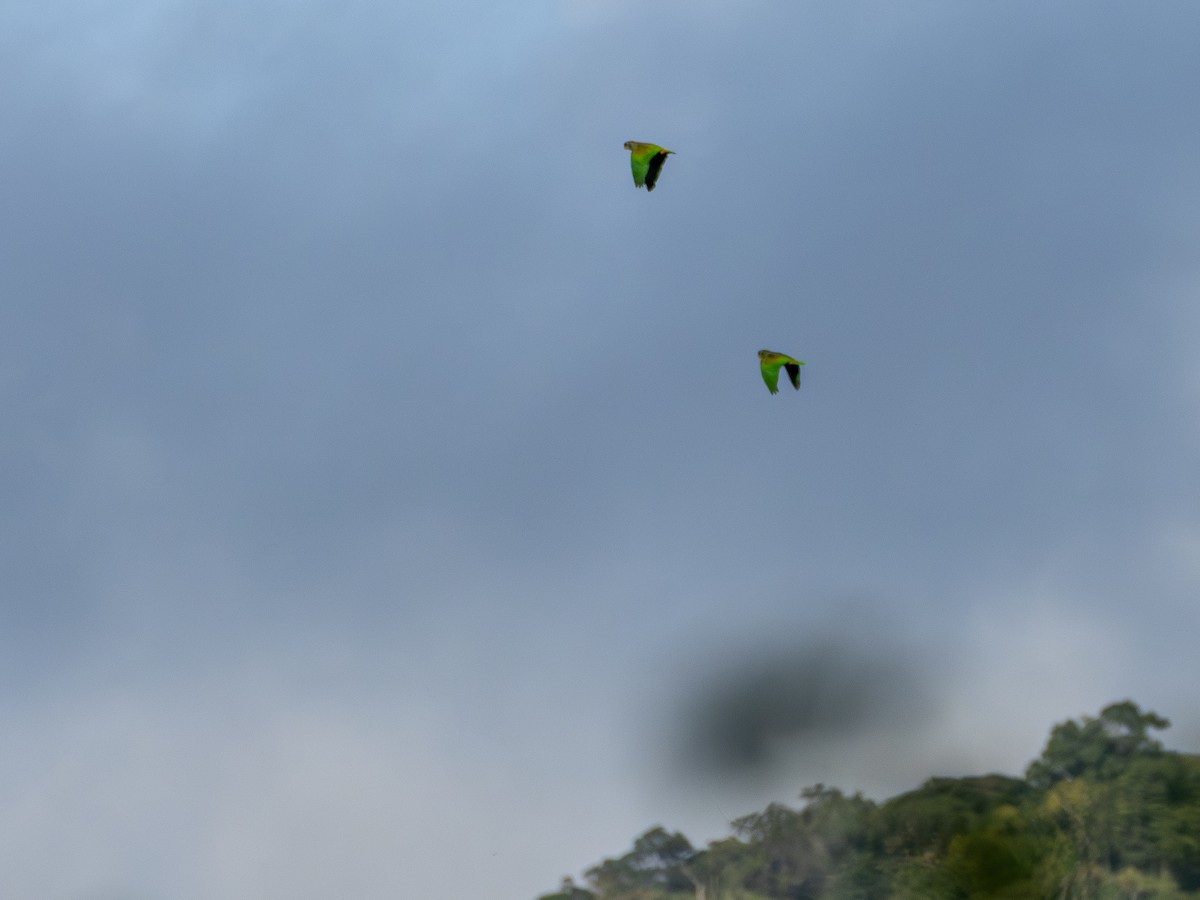 Scaly-headed Parrot - ML646931548