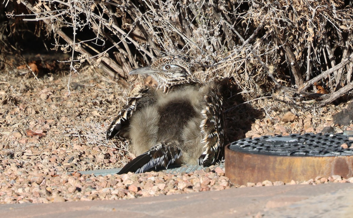 Correcaminos Grande - ML646931552