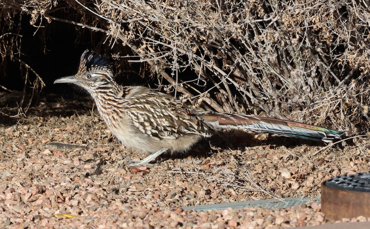 Correcaminos Grande - ML646931553