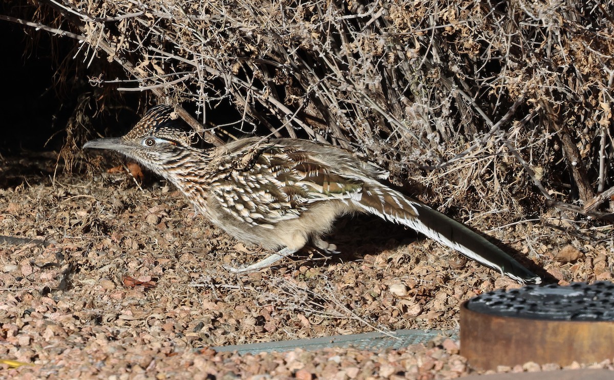 Correcaminos Grande - ML646931554