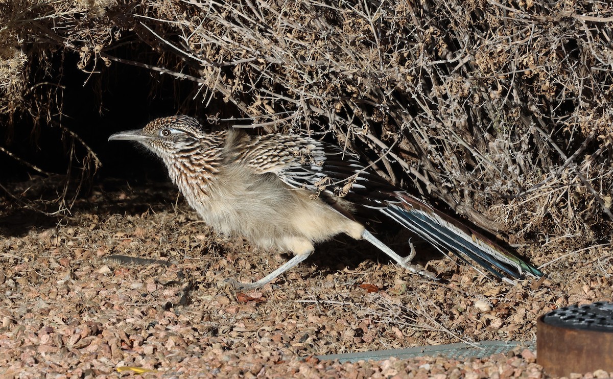 Correcaminos Grande - ML646931555
