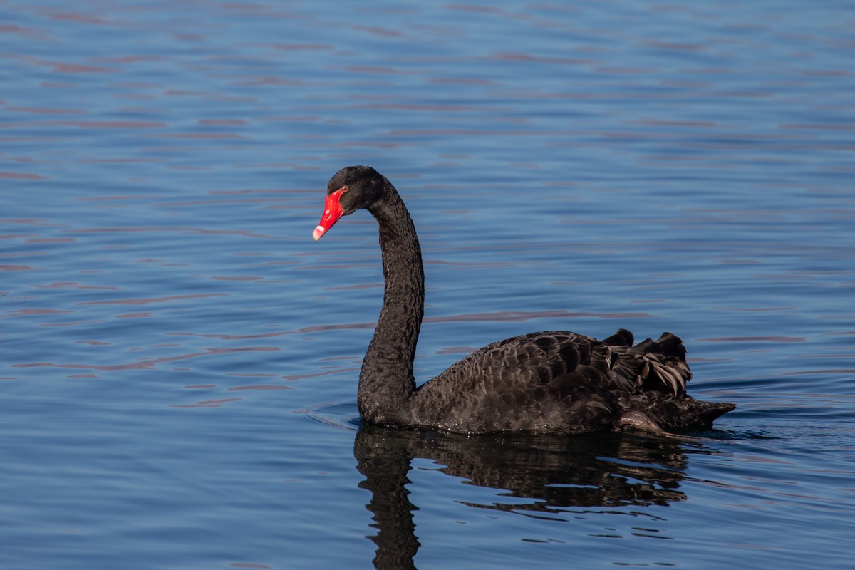Black Swan - ML646931557