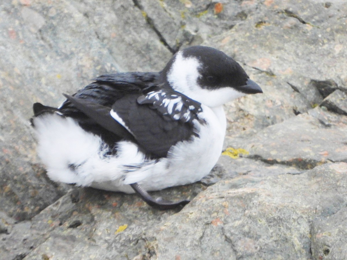 Dovekie - ML646931560