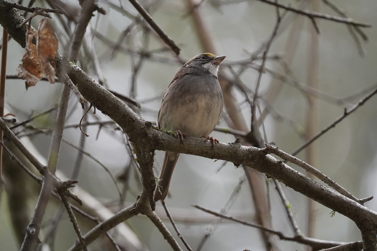 hvitstrupespurv - ML646931561