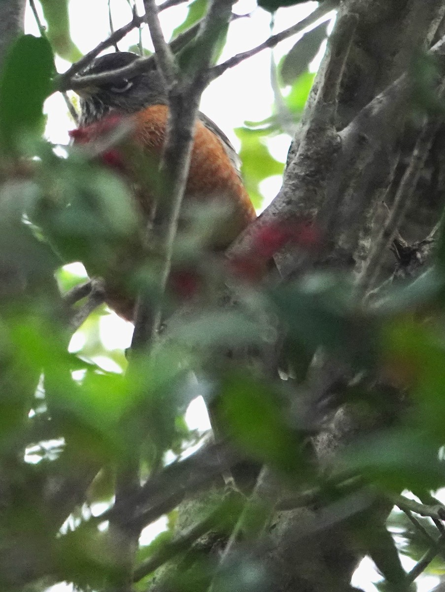 American Robin - ML646931562