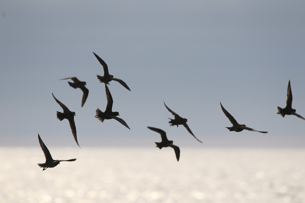 Сивка звичайна - ML646931564