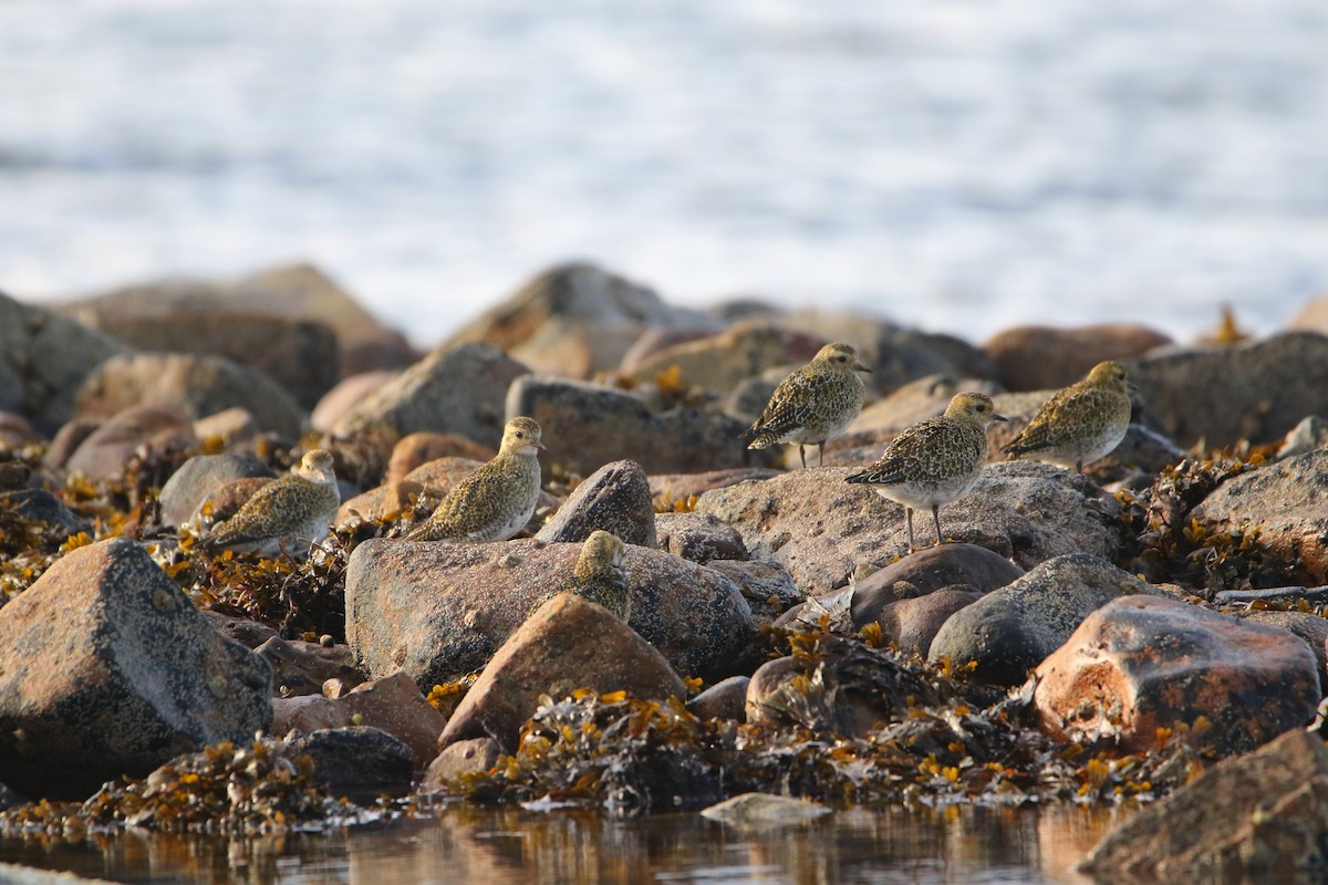 Сивка звичайна - ML646931565