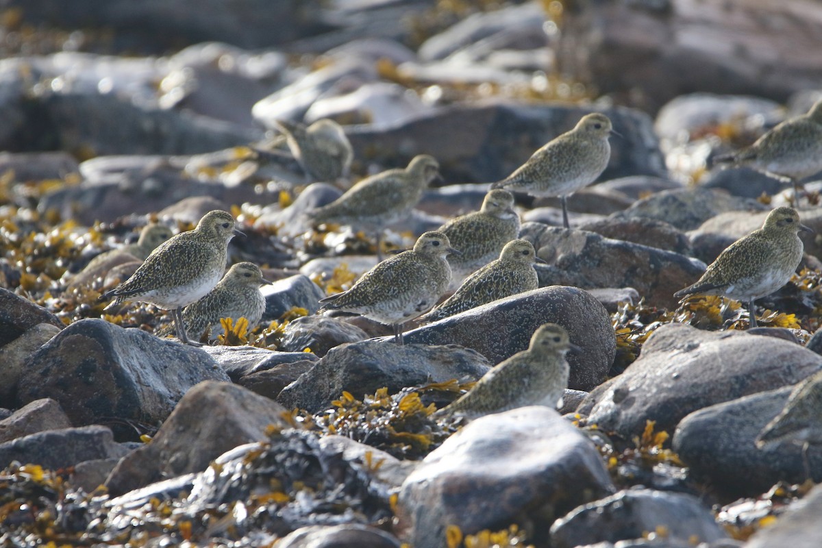 Сивка звичайна - ML646931566