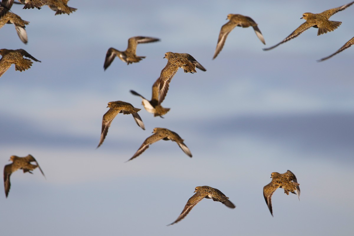 Сивка звичайна - ML646931567