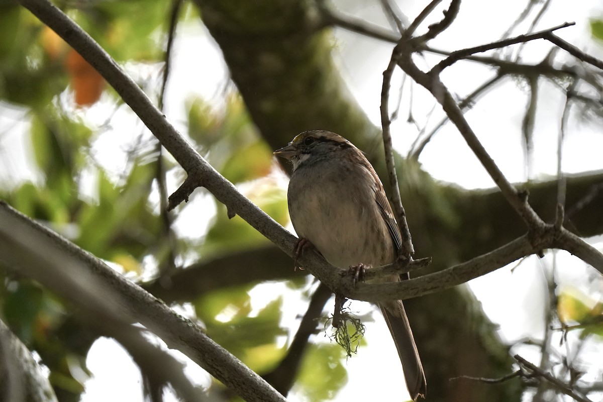 hvitstrupespurv - ML646931568