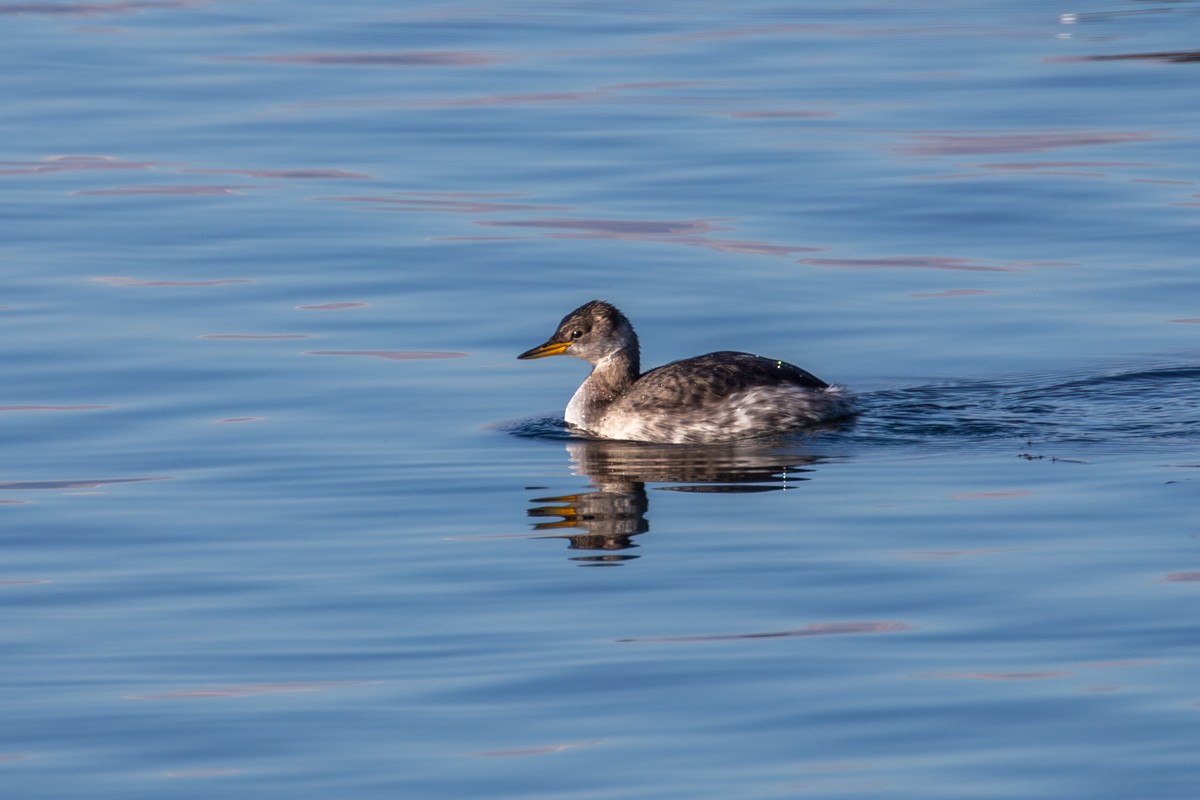 Red-necked Grebe - ML646931570